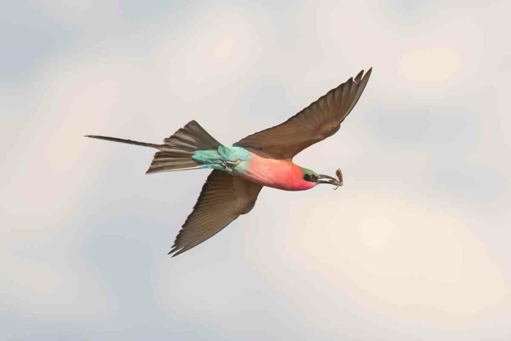 Facts about Carmine Bee-Eater Migration in Namibia