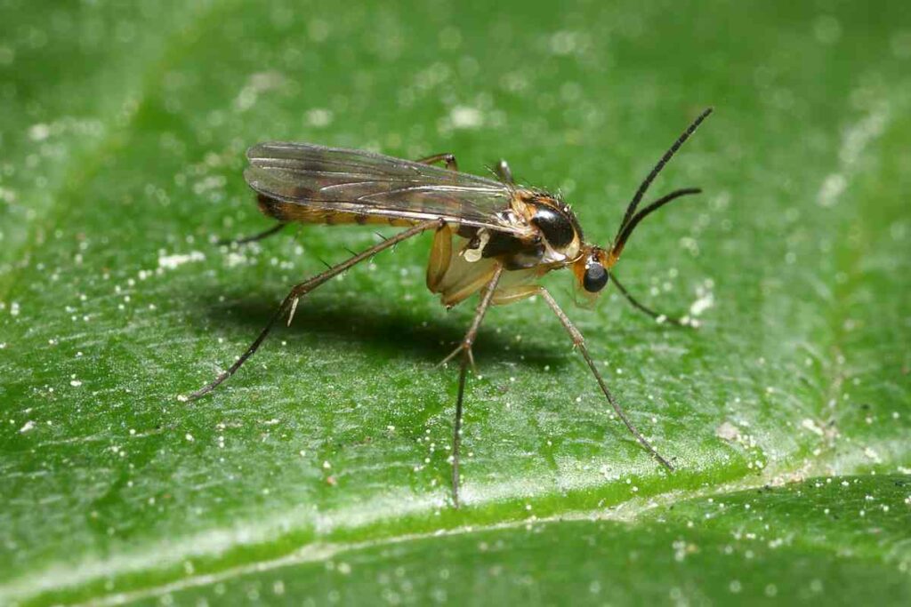 Diptera pest problem