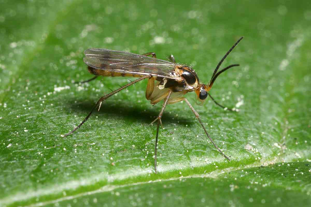 Why Are There So Many Flies in Outback Australia?