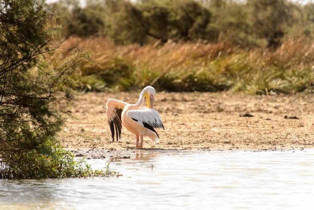 Djoudj National bird sanctuary birdwatching in Africa