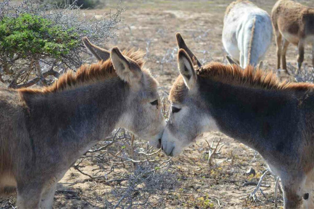 Visiting The Donkey Sanctuary Aruba