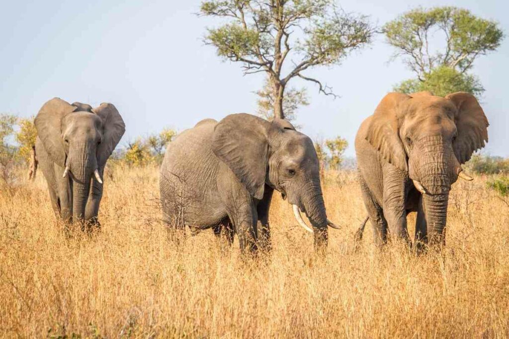 Kruger National park elephants watching
