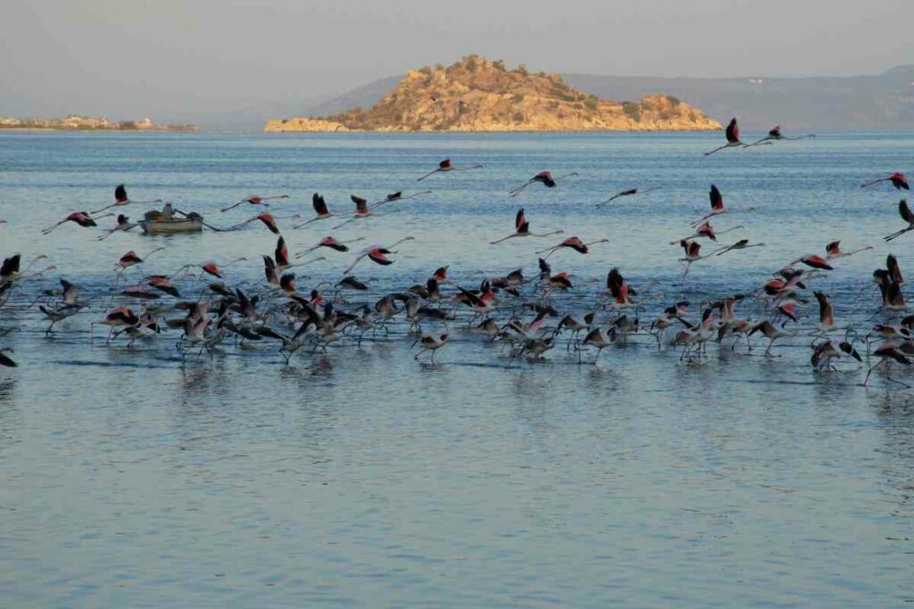 Facts about Flamingo migration in Kenya