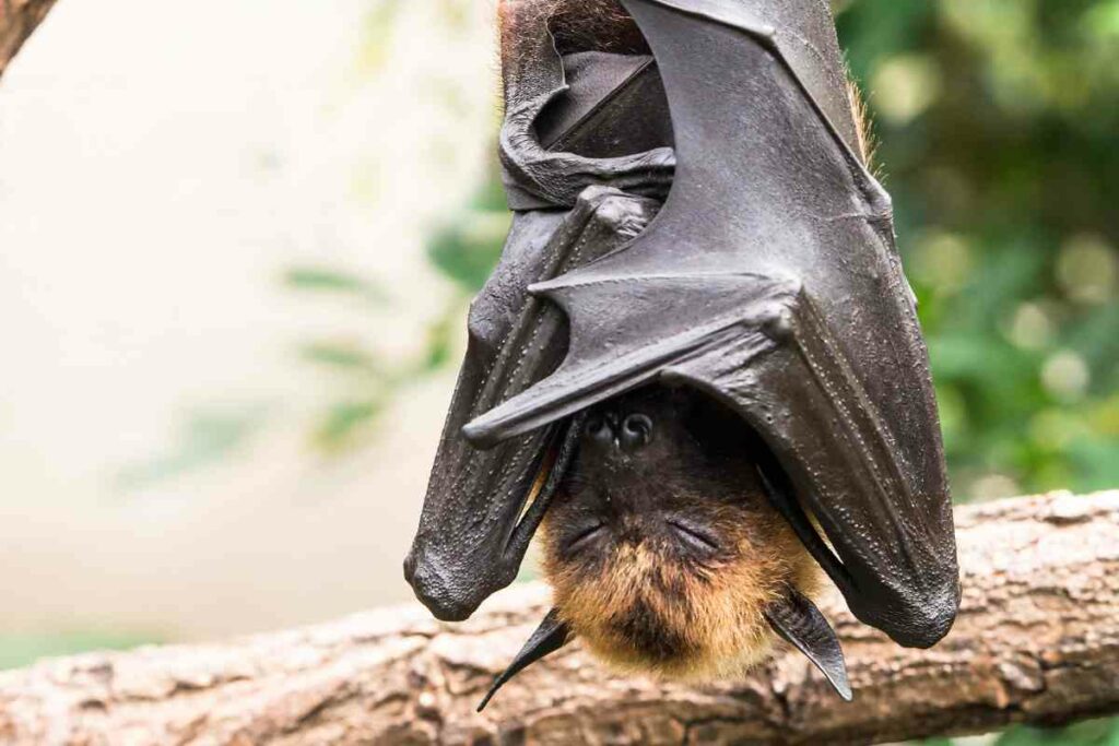 Facts about Fruit Bat Migration in Zambia