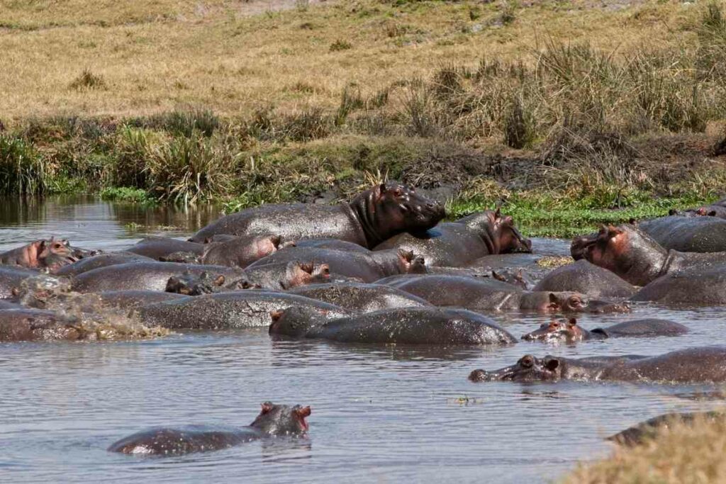 Hippo pools Africa