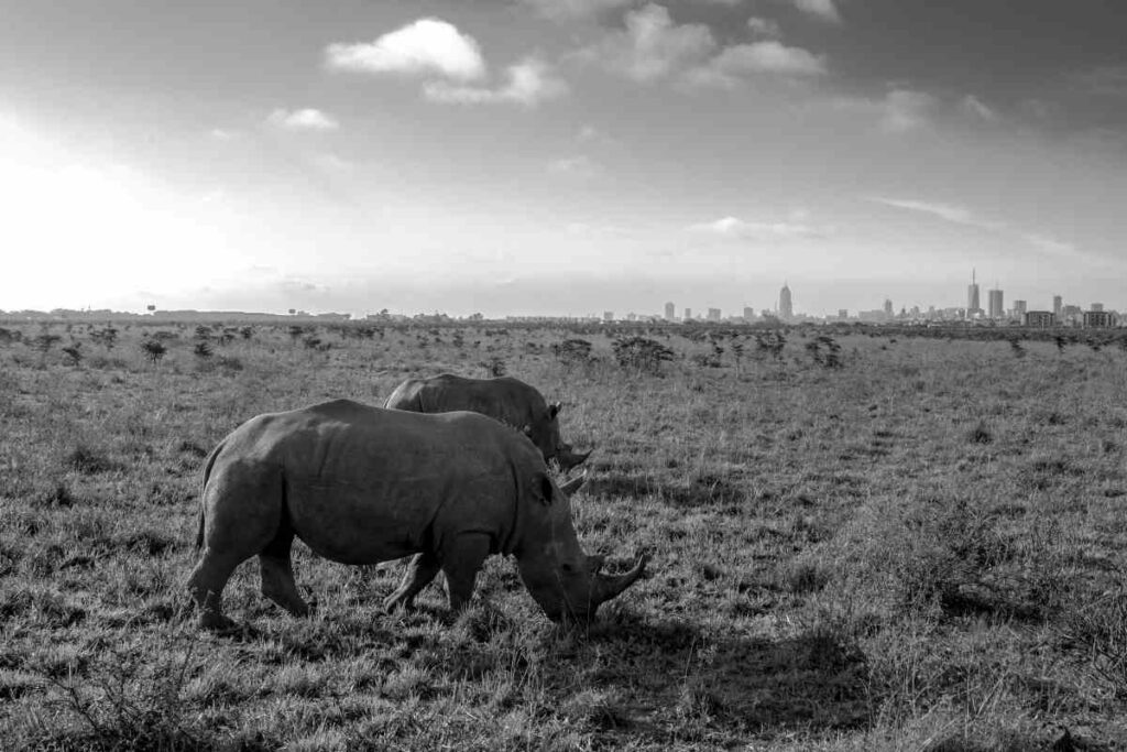 Nairobi National Park established in 1946