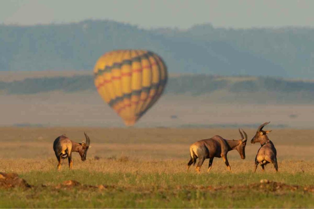 Hot air safaris in Africa
