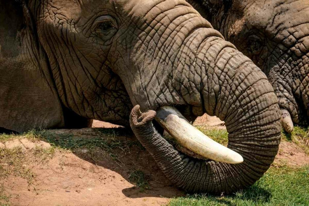 Nairobi National Park ivory