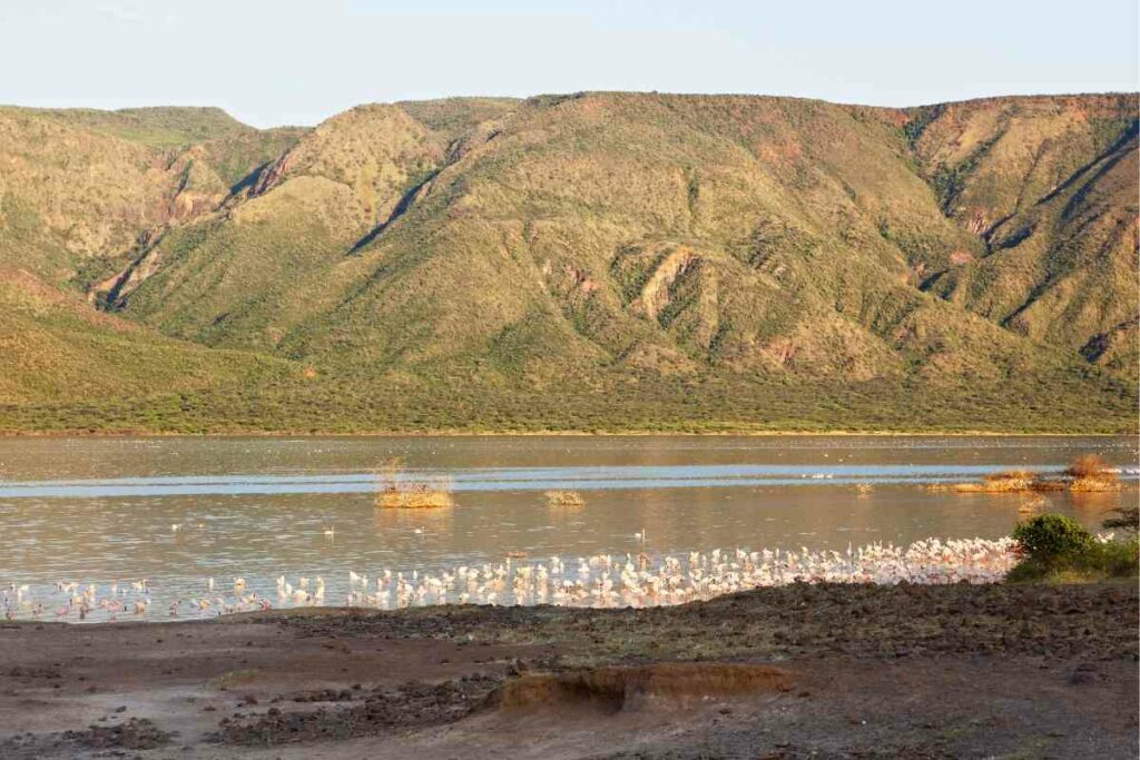 Lake Bogoria birdwatching in Africa