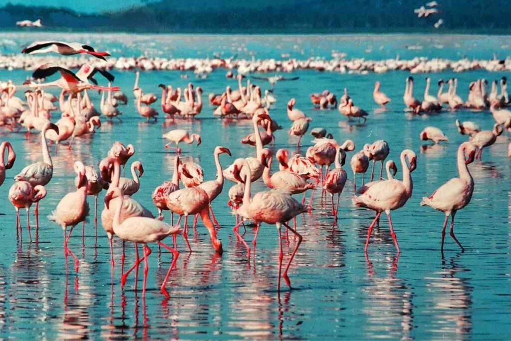 Lake Nakuru pink flamingos