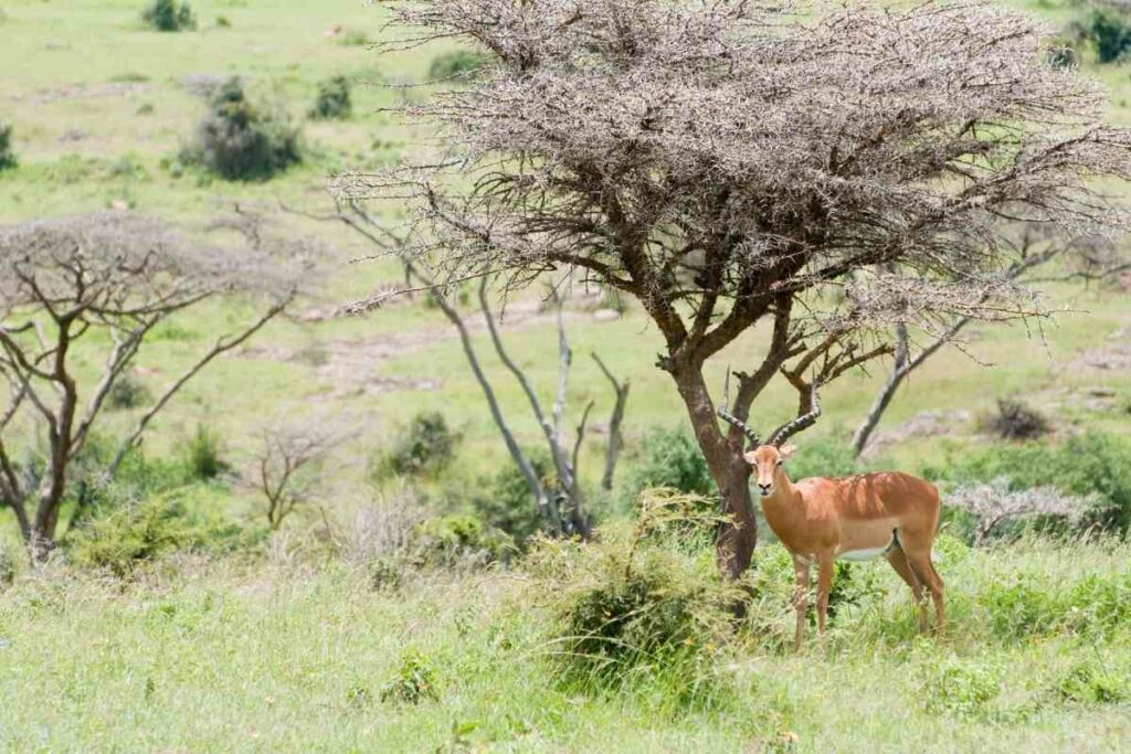 Nairobi safari walk wildlife