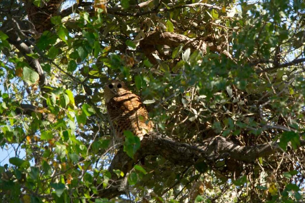 Pel's Fishing owl Africa safari