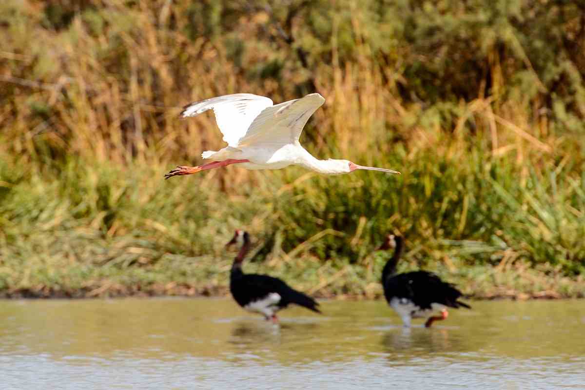 10 Places to Go Bird Watching In Africa