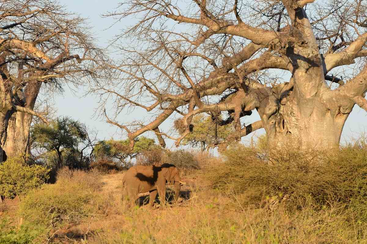 5 Reasons To Visit Kruger National Park South Africa