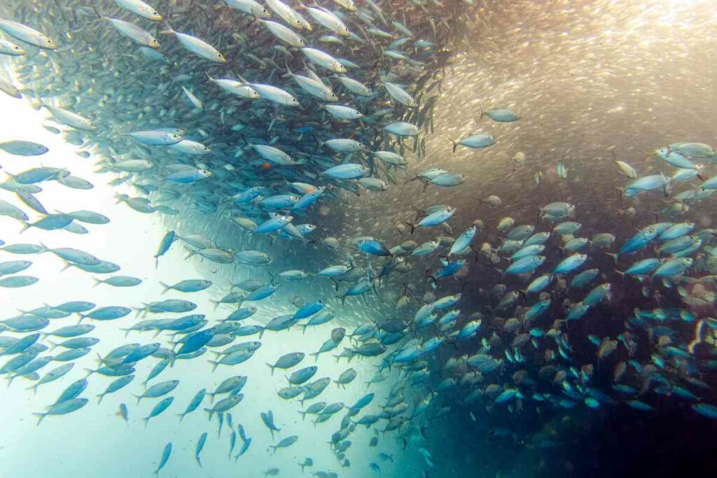 Facts about Sardine Run in South Africa