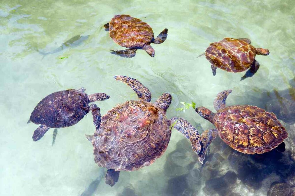 Swimming turtles in Zanzibar