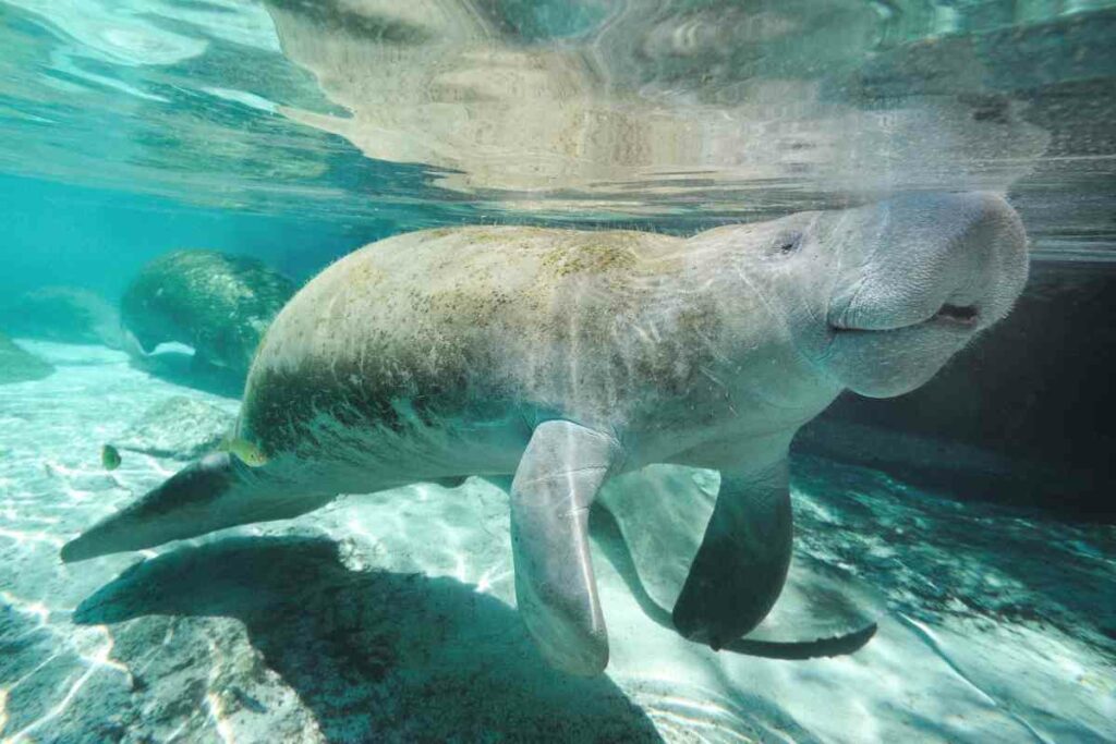 Western Indian Manatee in Crystal River Florida