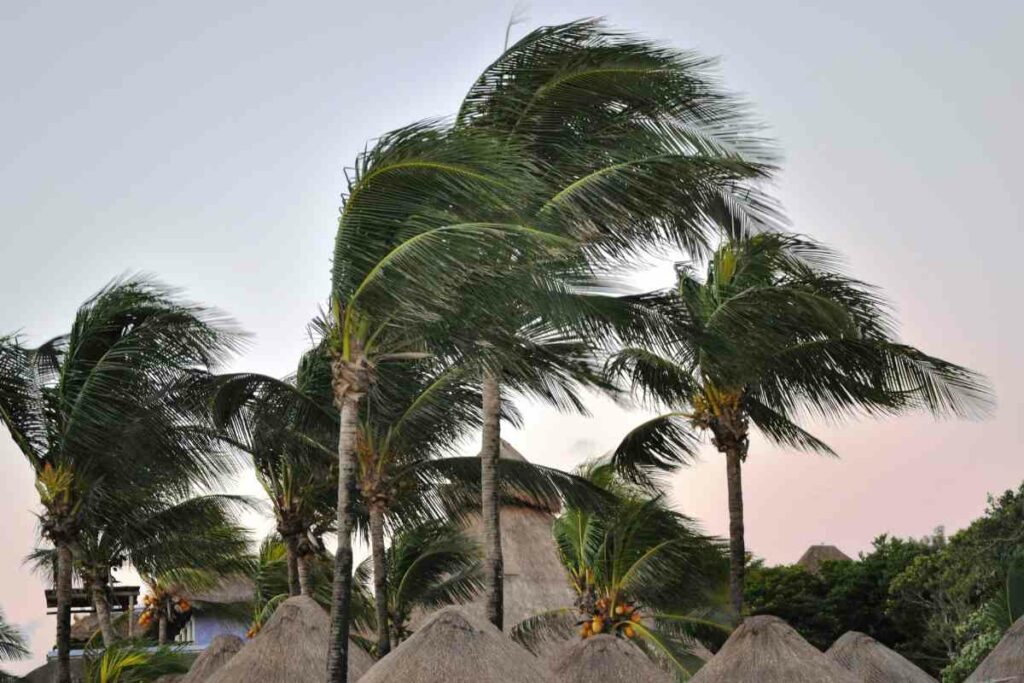 Windy beach palm trees