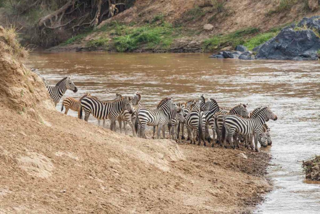Facts about Zebra migration in Botswana