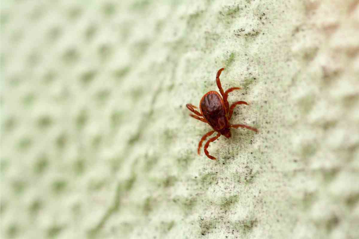 Chiggers in Florida