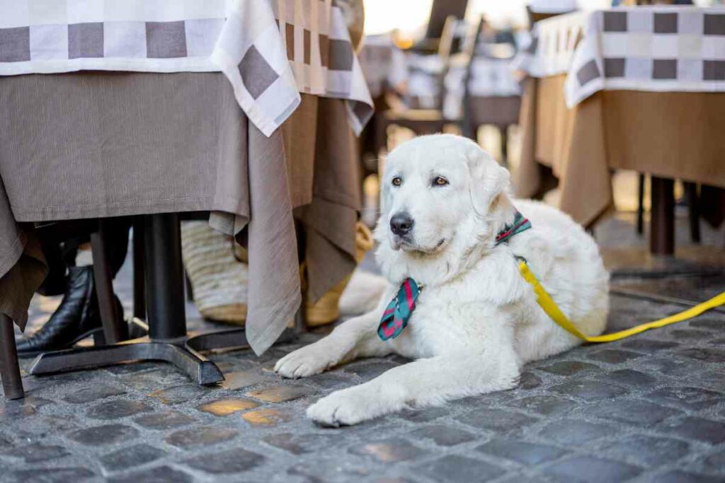 Guide Dog-friendly eateries in San Diego