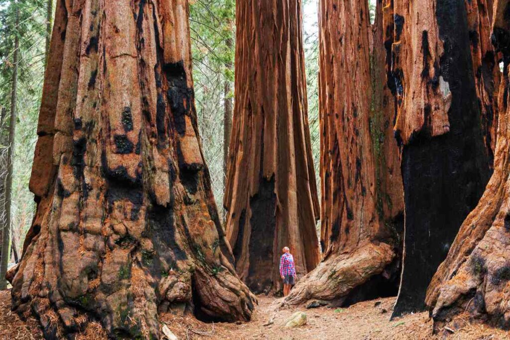 Exploring Sequoia National park walking