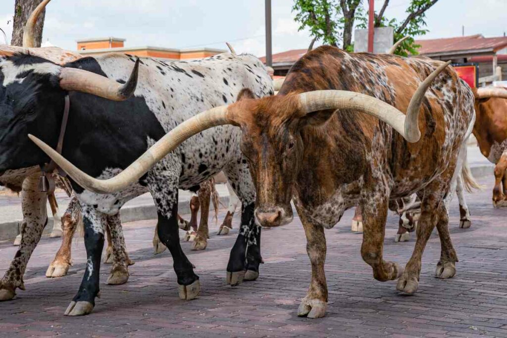 Texas Fort Worth Stockyards National Historic District
