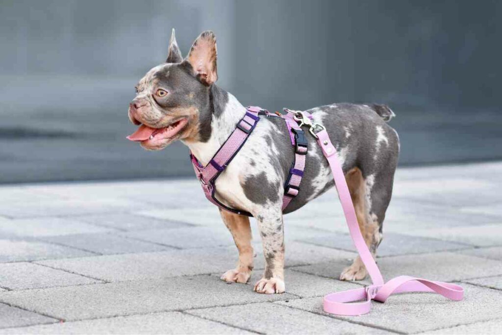 short leash with a harness tips
