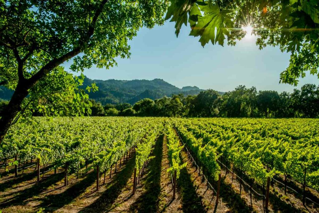 Perpignan vineyards sunny day