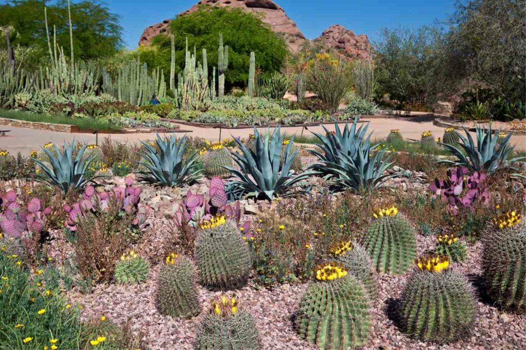 Tucson botanical garden visit