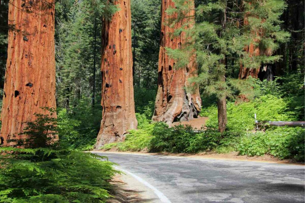 Yosemite National Park to Sequoia National Park Itinerary