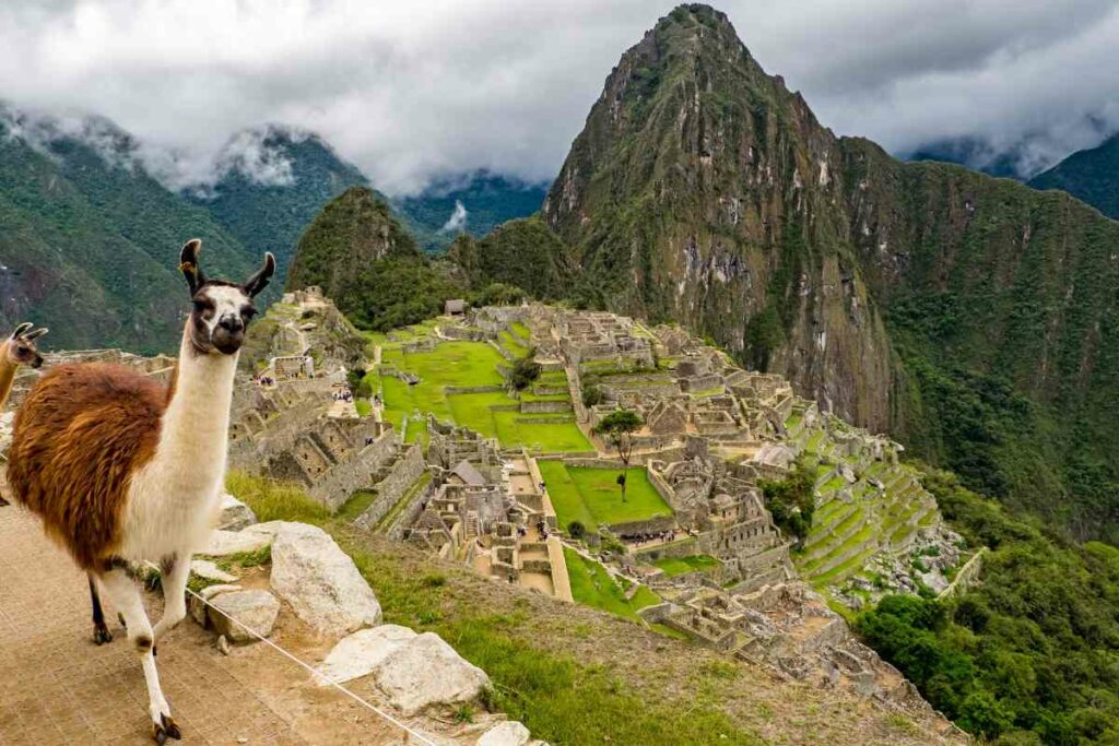 Animals Machu Picchu llama