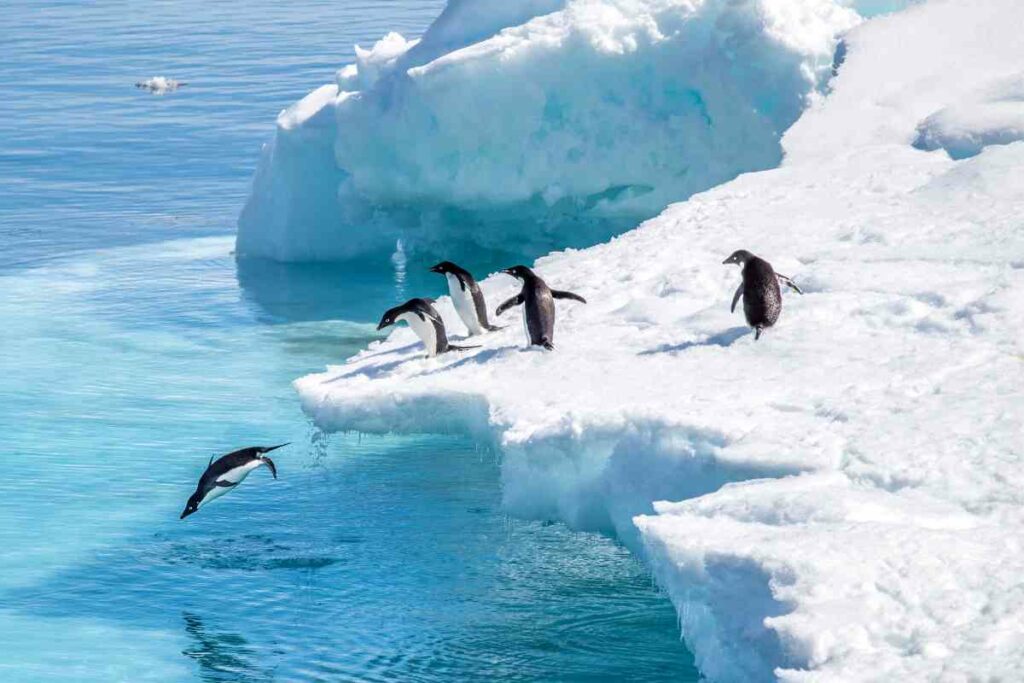 Planning visit Antarctica tips season