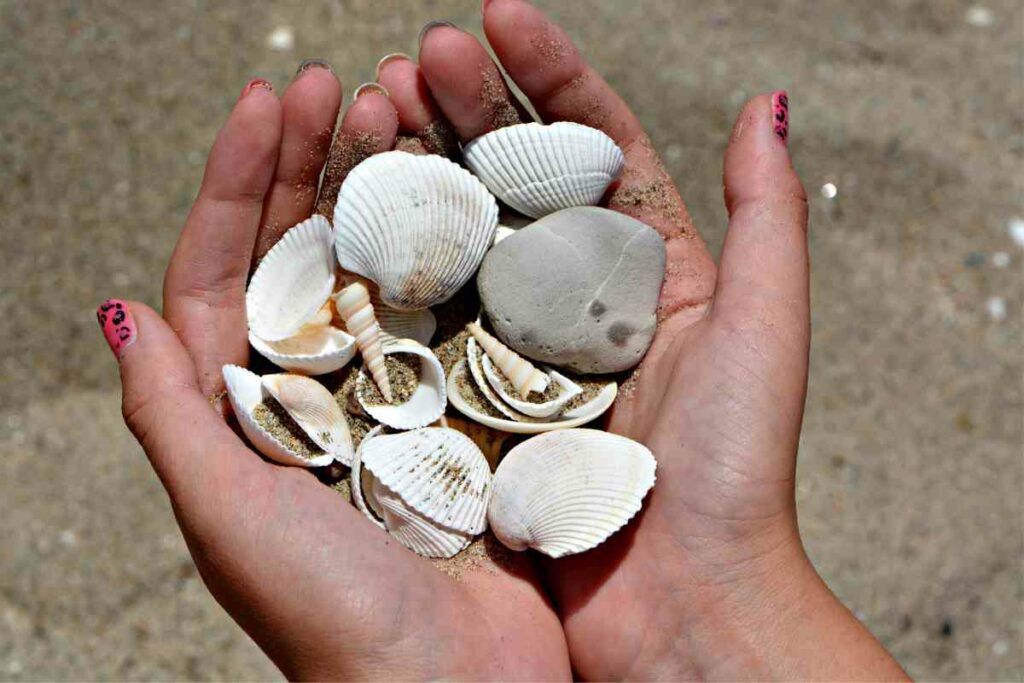 Useful Tips For Finding Shells In Florida