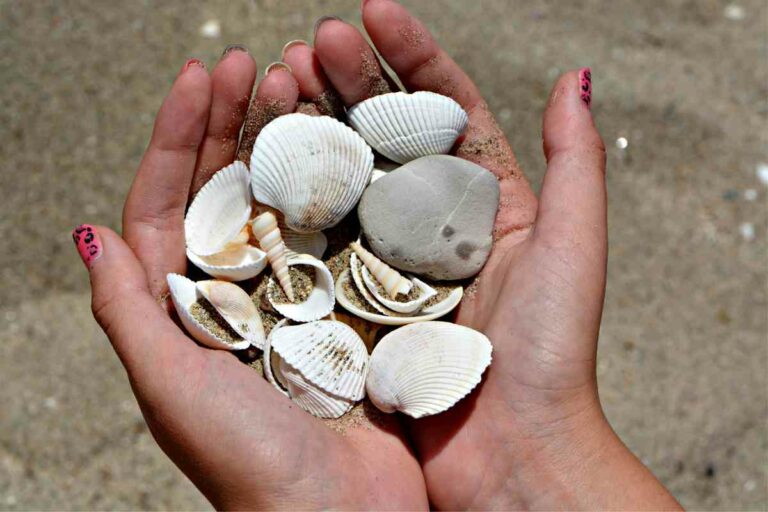 10 Best Beaches To Find Shells in Florida