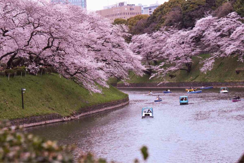 Visit Tokyo spring cherry blossoms