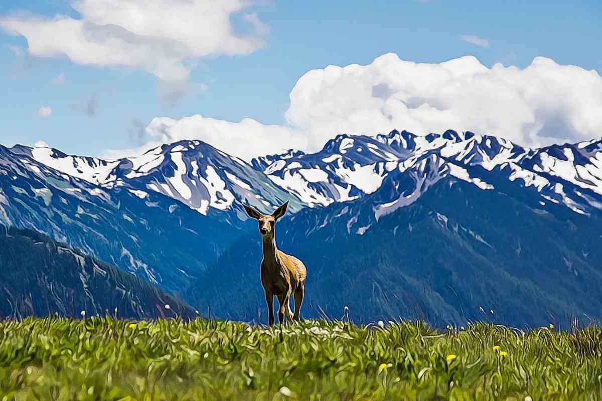 Guide on Best months to visit Olympic National Park