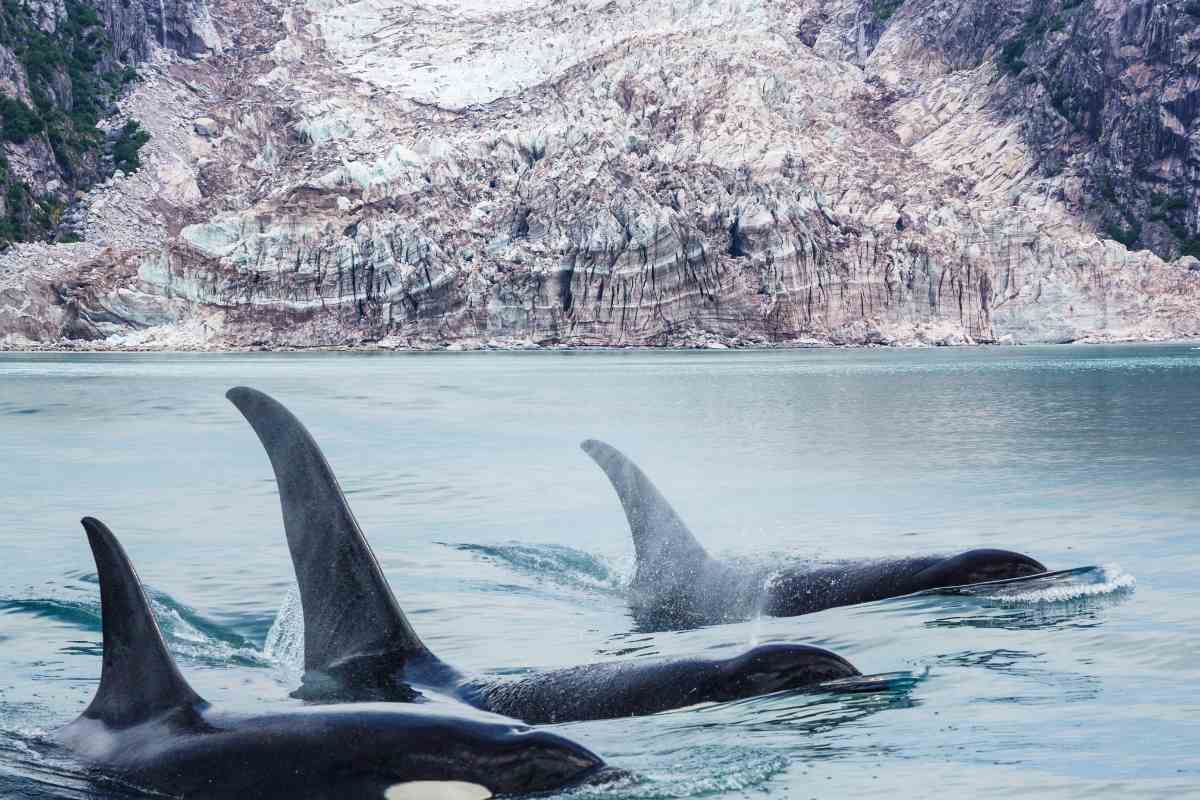 When Is the Best Time to See Whales In Alaska?