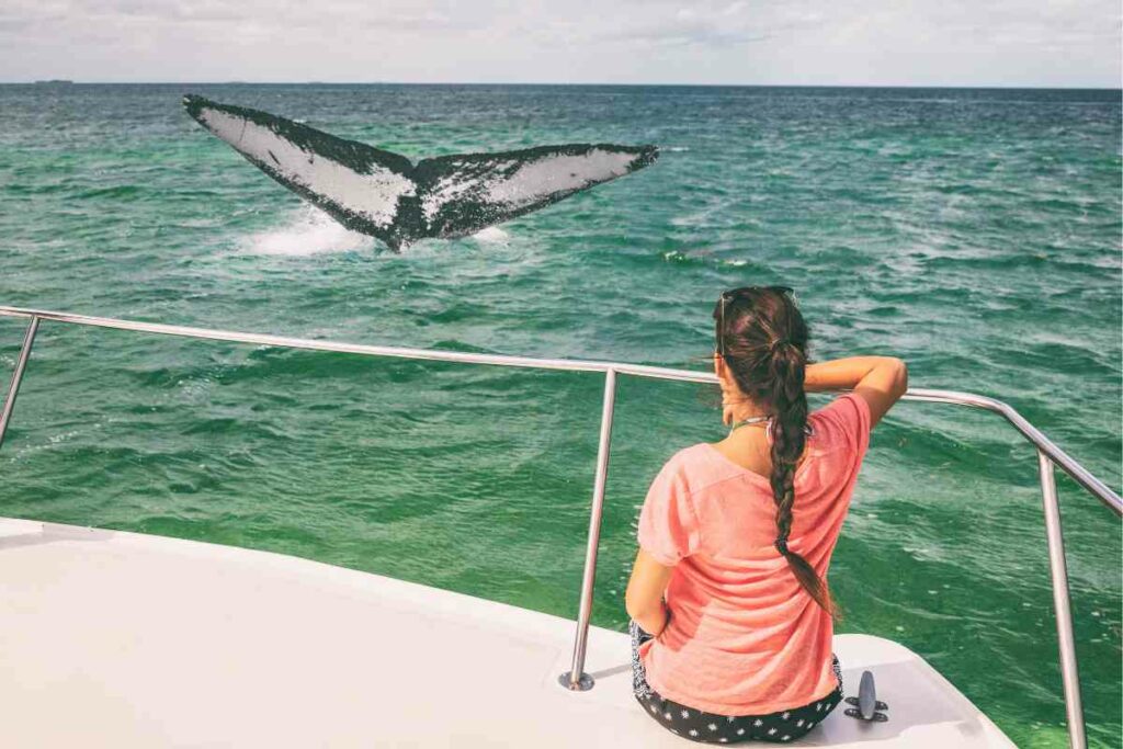 Whale watching Hawaii