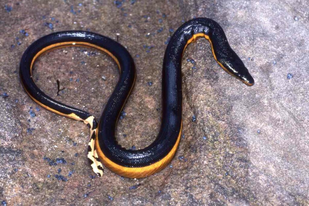 Yellow-bellied sea snake danger in Hawaii