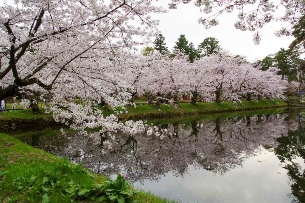 Hirosaki Park, Hirosaki City cherry blossoms