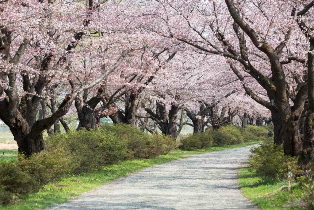 Kitakami Tenshochi, Kitakami cherry blossoms