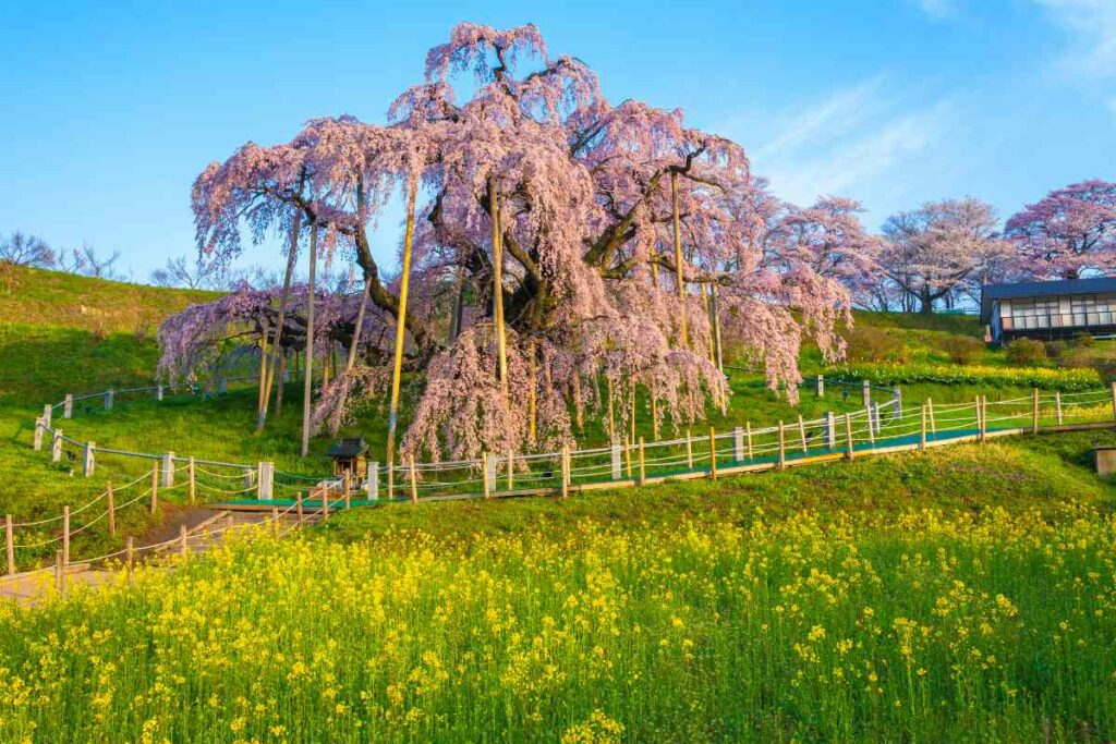 Miharu Takizakura, Fukushima cherry blossoms
