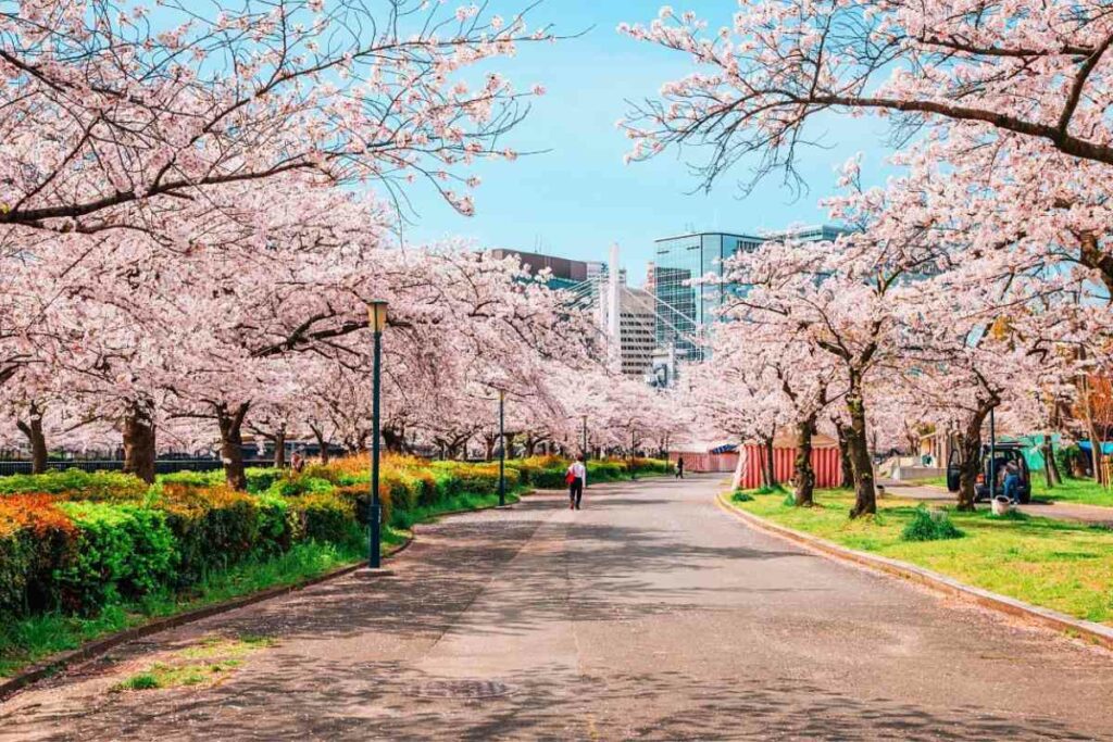 5 Places To See Cherry Blossoms In Full Bloom