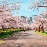 5 Places To See Cherry Blossoms In Full Bloom