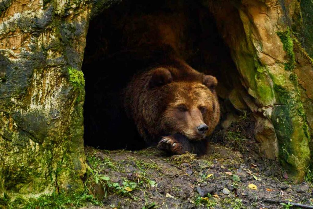 Bear in Croatia