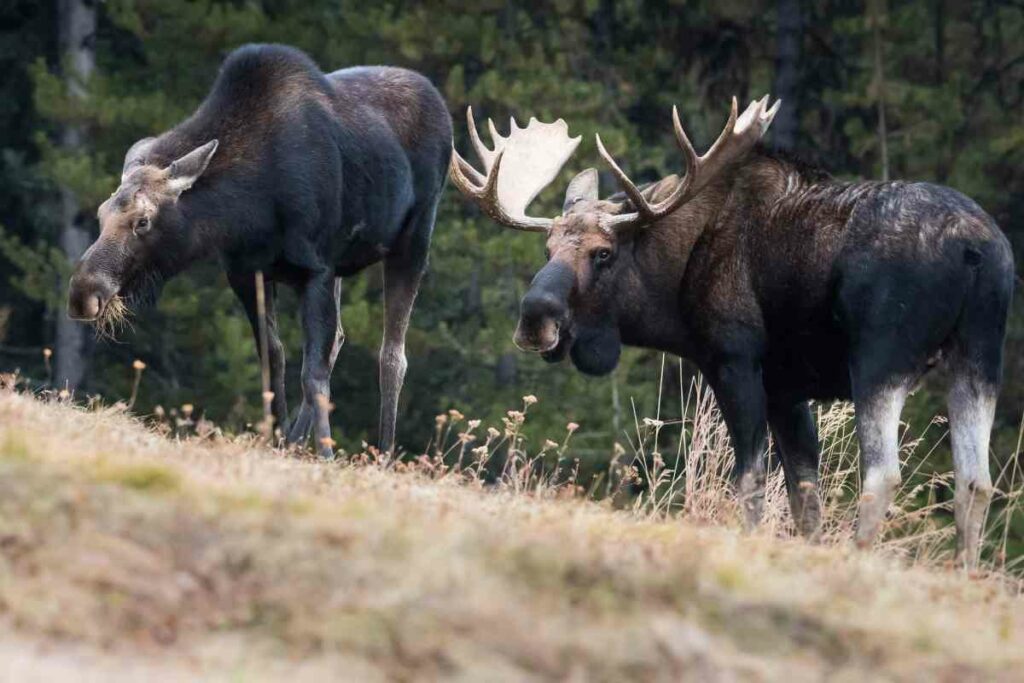 Best places to see Moose Maine