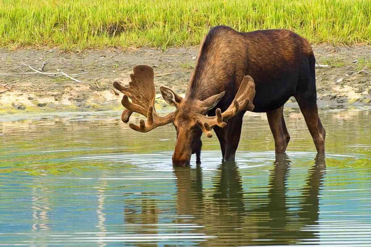 Best Time To See Moose In Maine (Times And Best Locations)