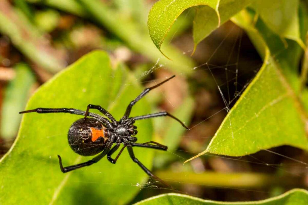 Black widow spider in Croatia