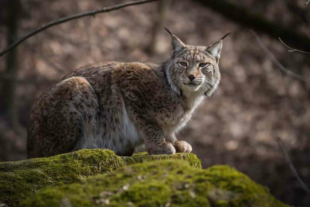 Lynx in Croatia